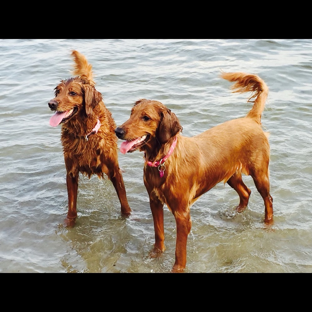 Meet your Posher, Patrick